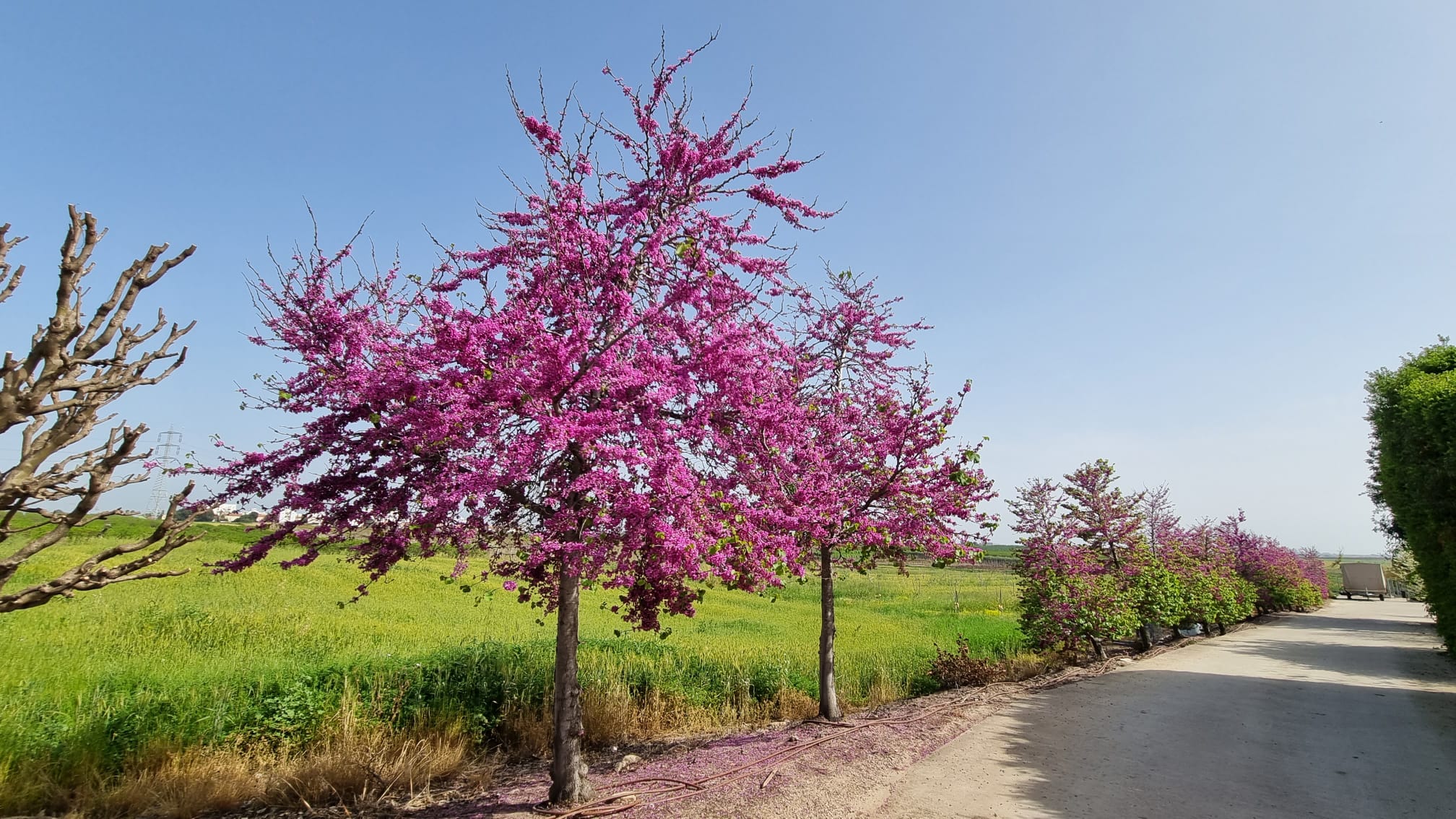 כליל החורש 'בודננט' 6