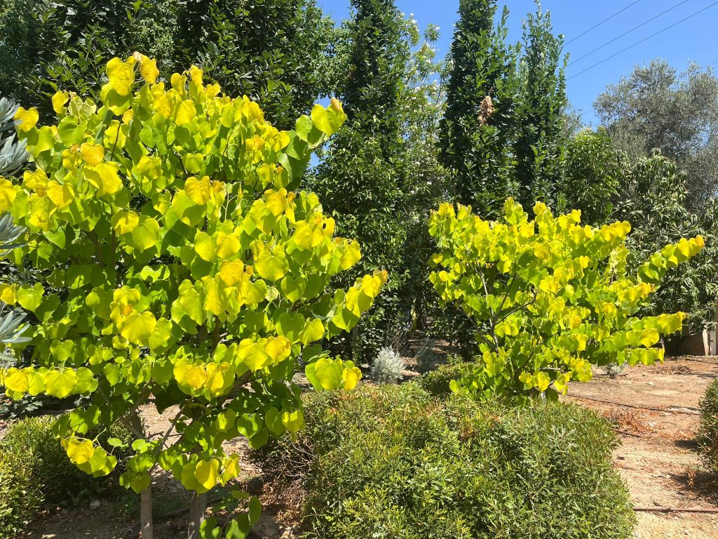כליל הלב הצהוב 1