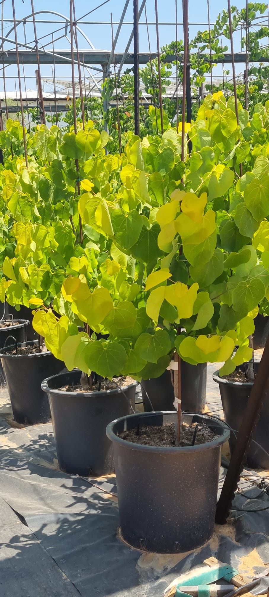 כליל הלב הצהוב 2