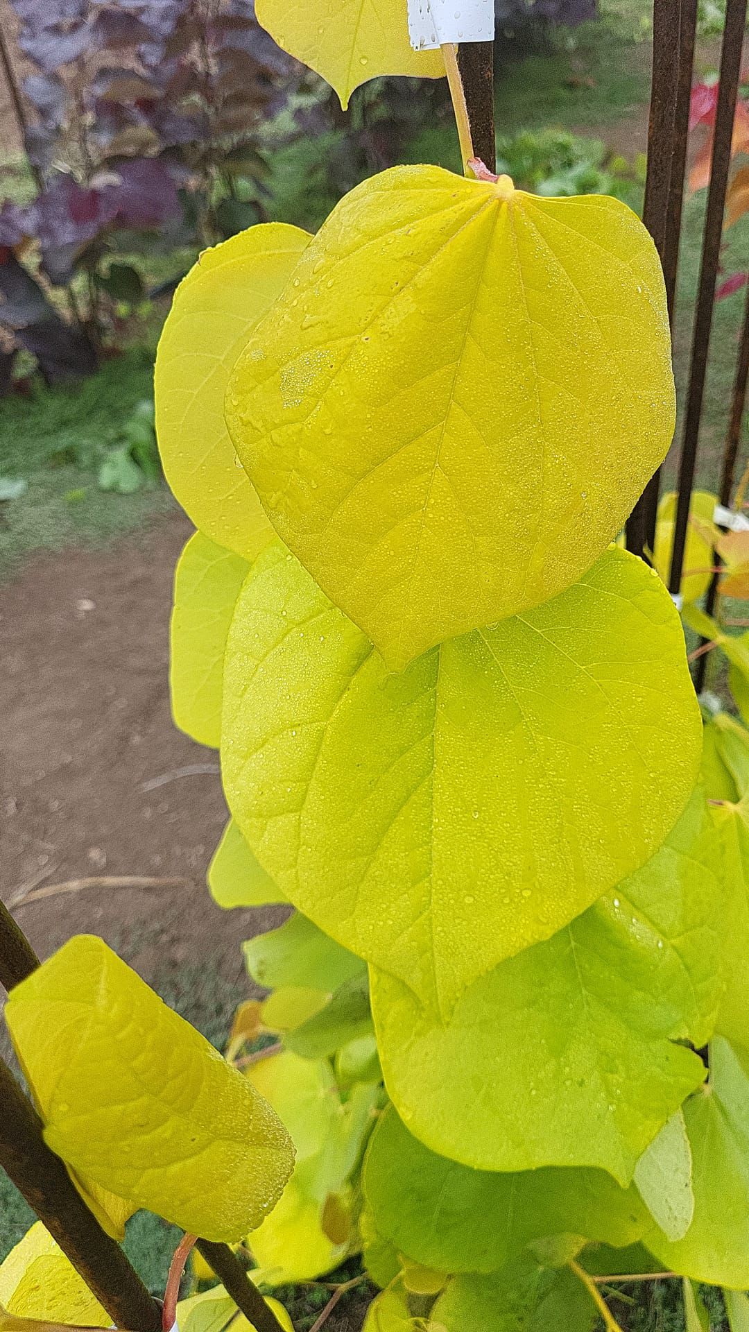 כליל הלב הצהוב 3