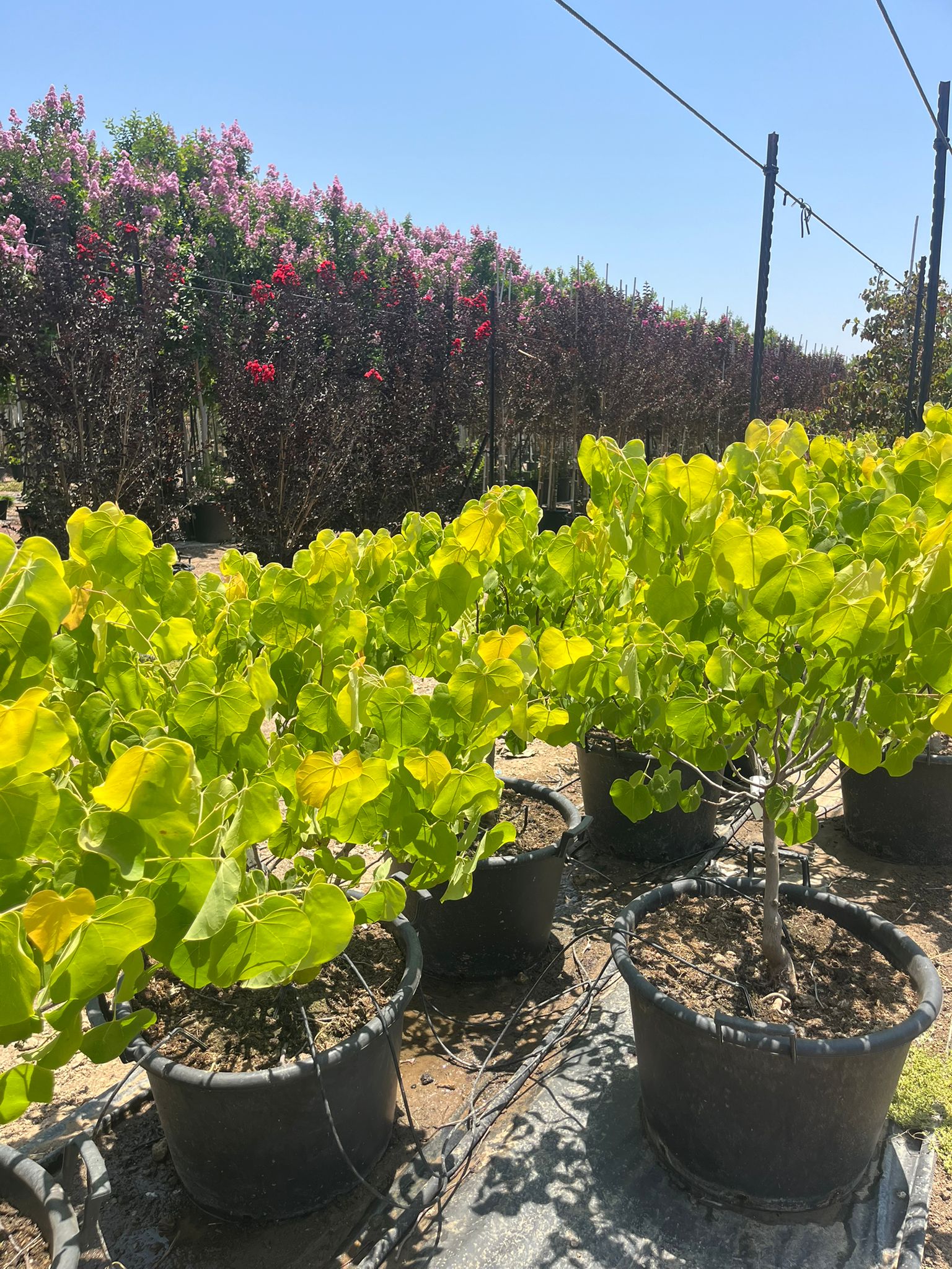 כליל הלב הצהוב 4