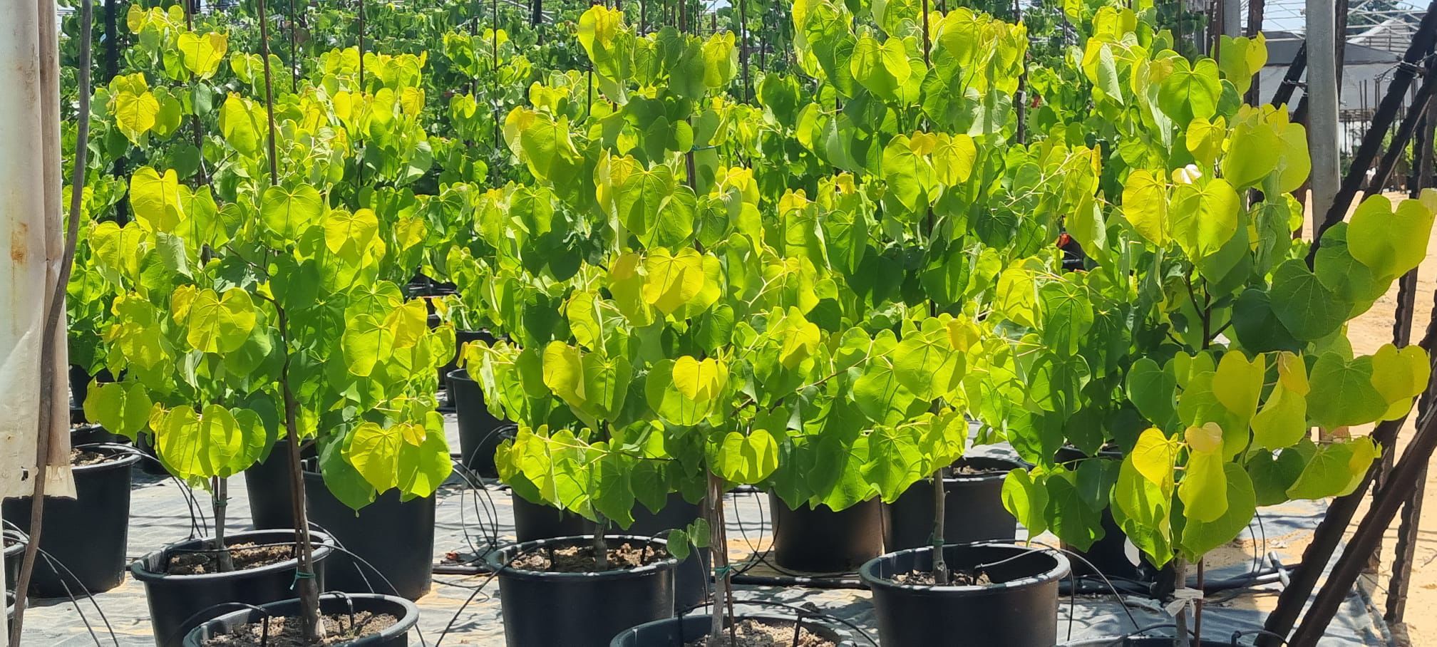 כליל הלב הצהוב 5