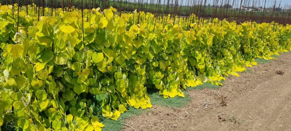 כליל הלב הצהוב 6