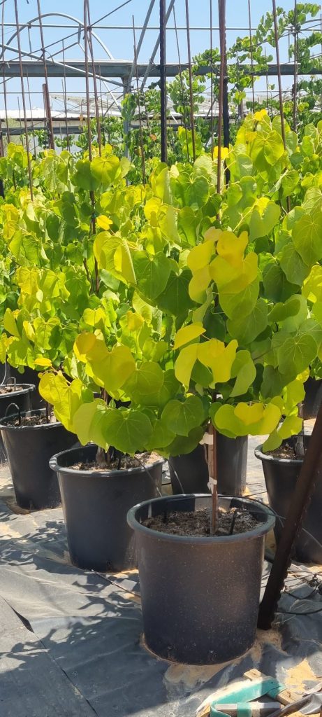 כליל הלב הצהוב Gilded Heart