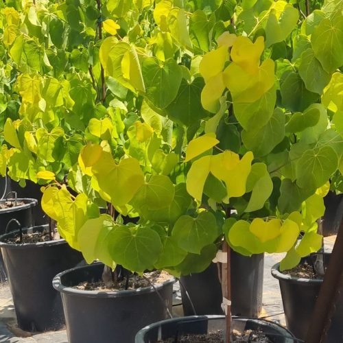 כליל הלב הצהוב Gilded Heart