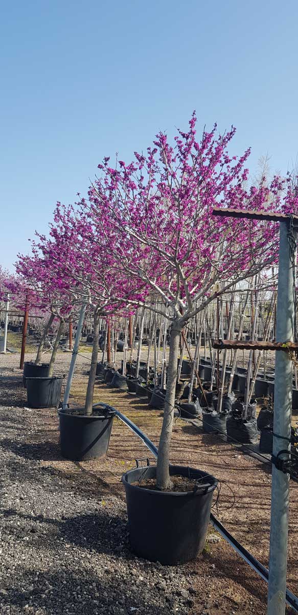 כליל ורוד אוקלהומה 1