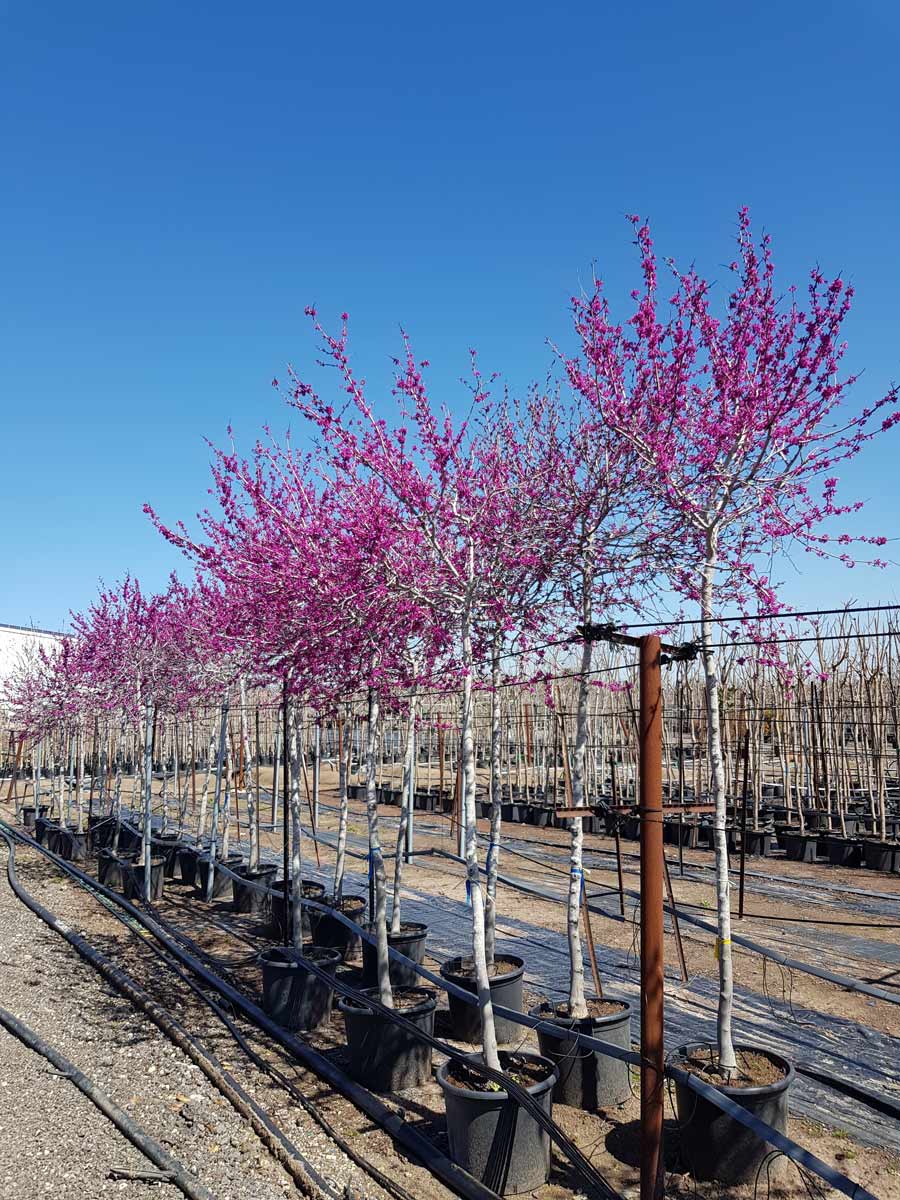 כליל ורוד אוקלהומה 10