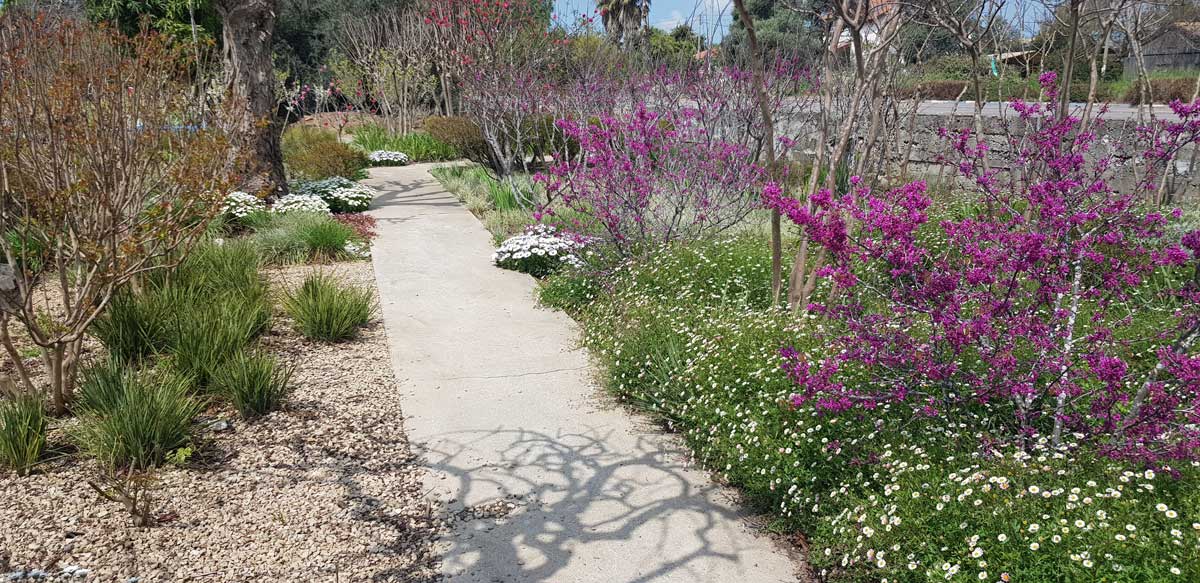 כליל ורוד אוקלהומה 11