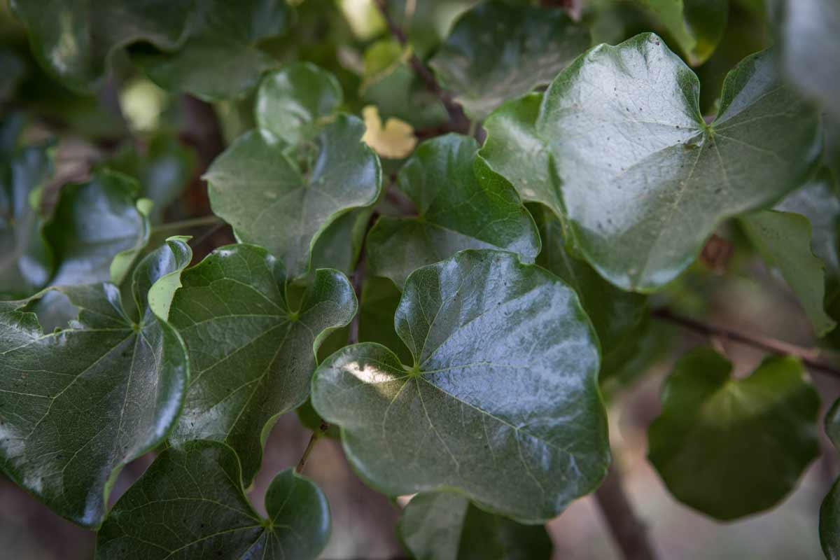 כליל ורוד אוקלהומה 2