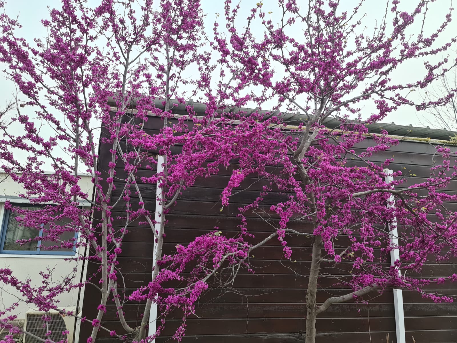 כליל ורוד אוקלהומה 3