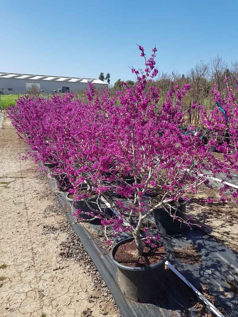 כליל ורוד אוקלהומה 5