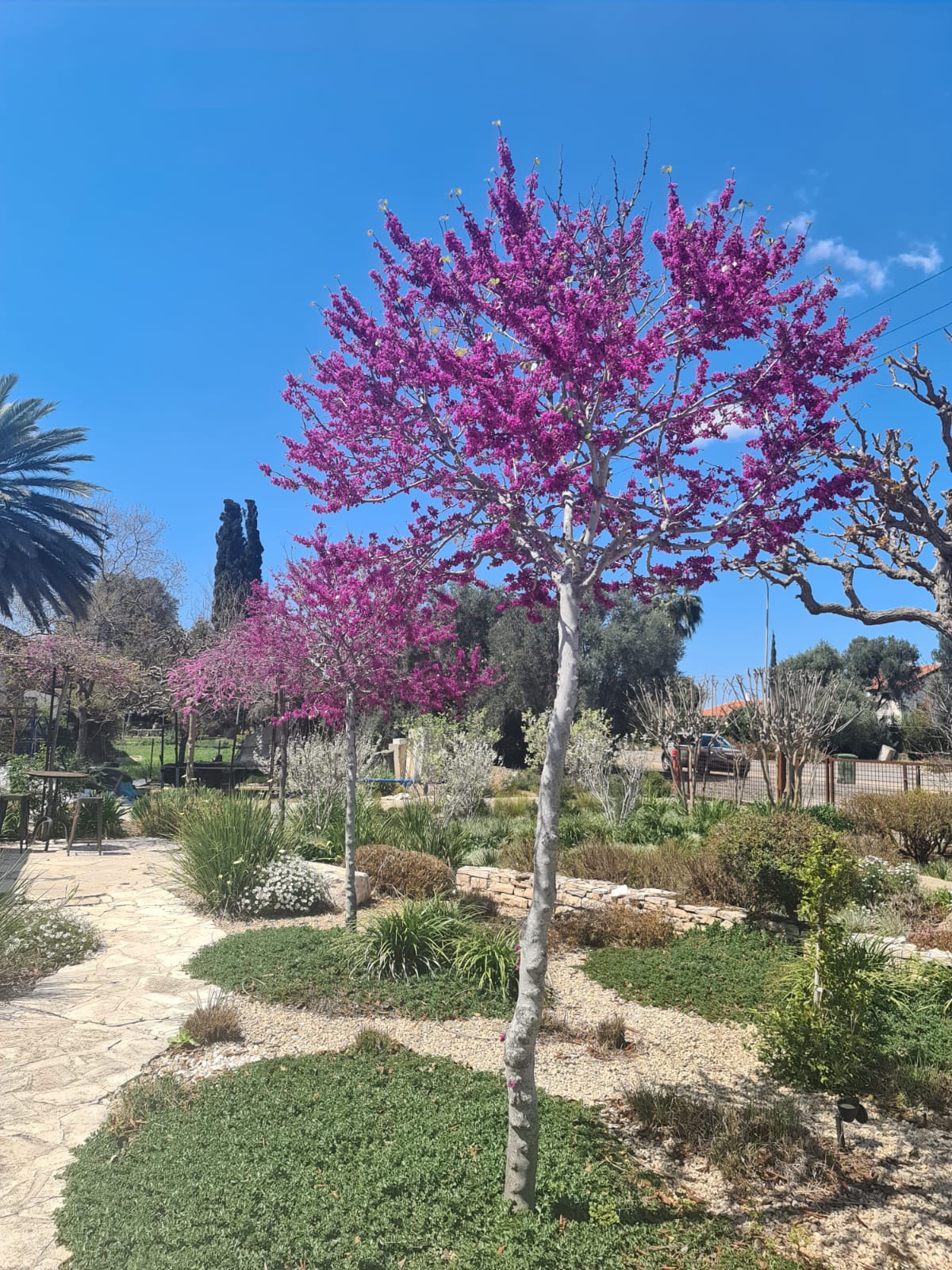 כליל ורוד אוקלהומה 7