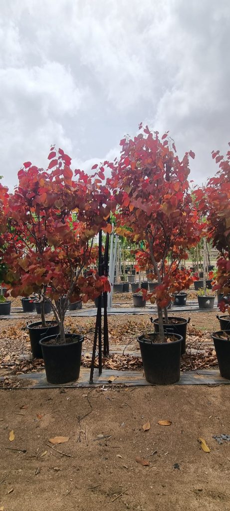 כליל זן פטנט 'להבה נצחית'