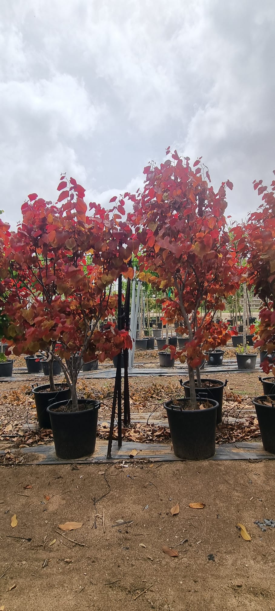 כליל זן פטנט 'להבה נצחית'