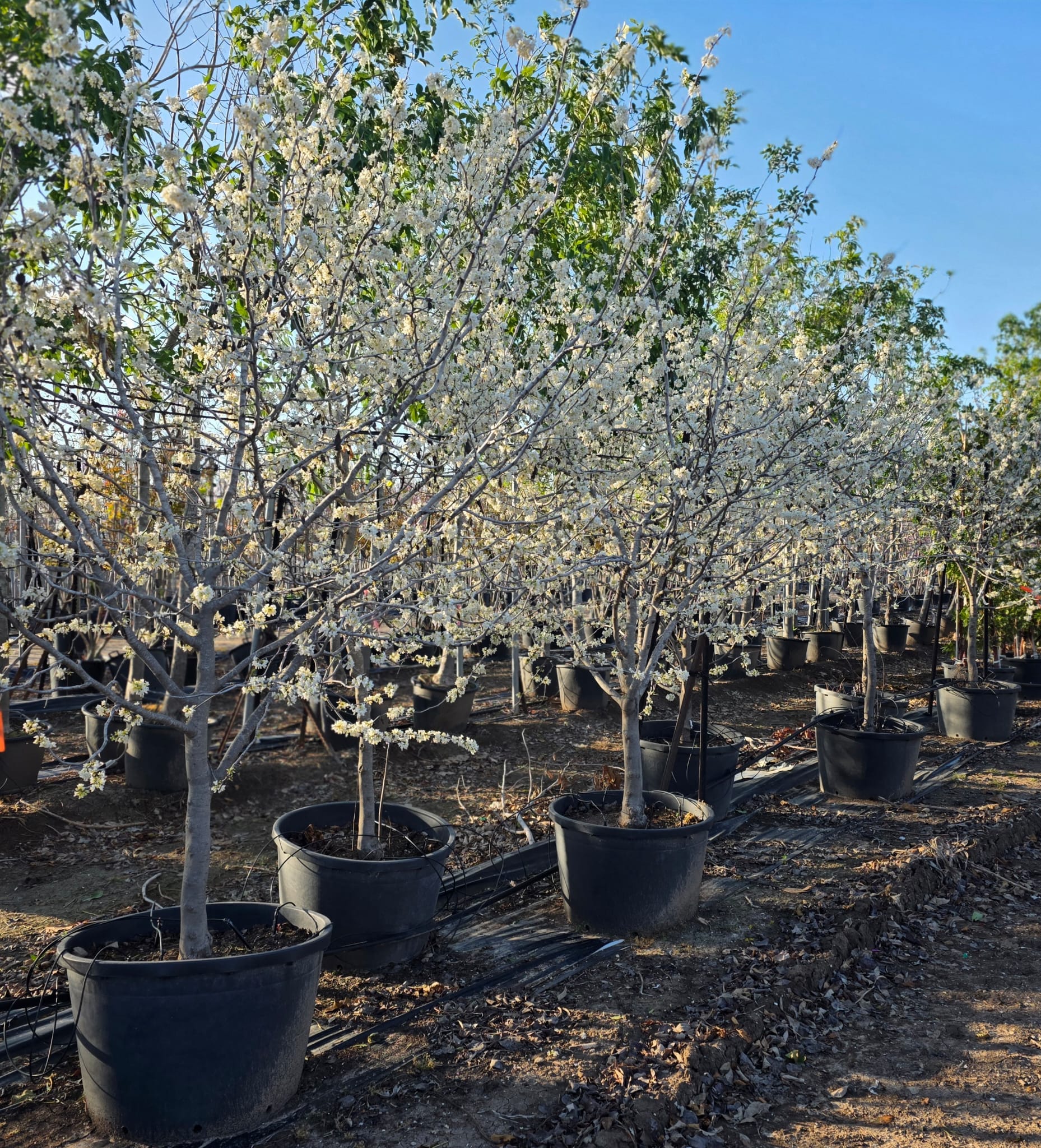 כליל טקסס וייט