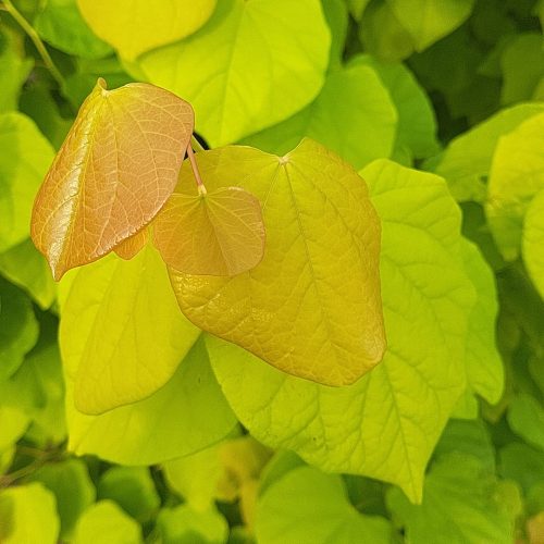 כליל הלב הצהוב Gilded Heart