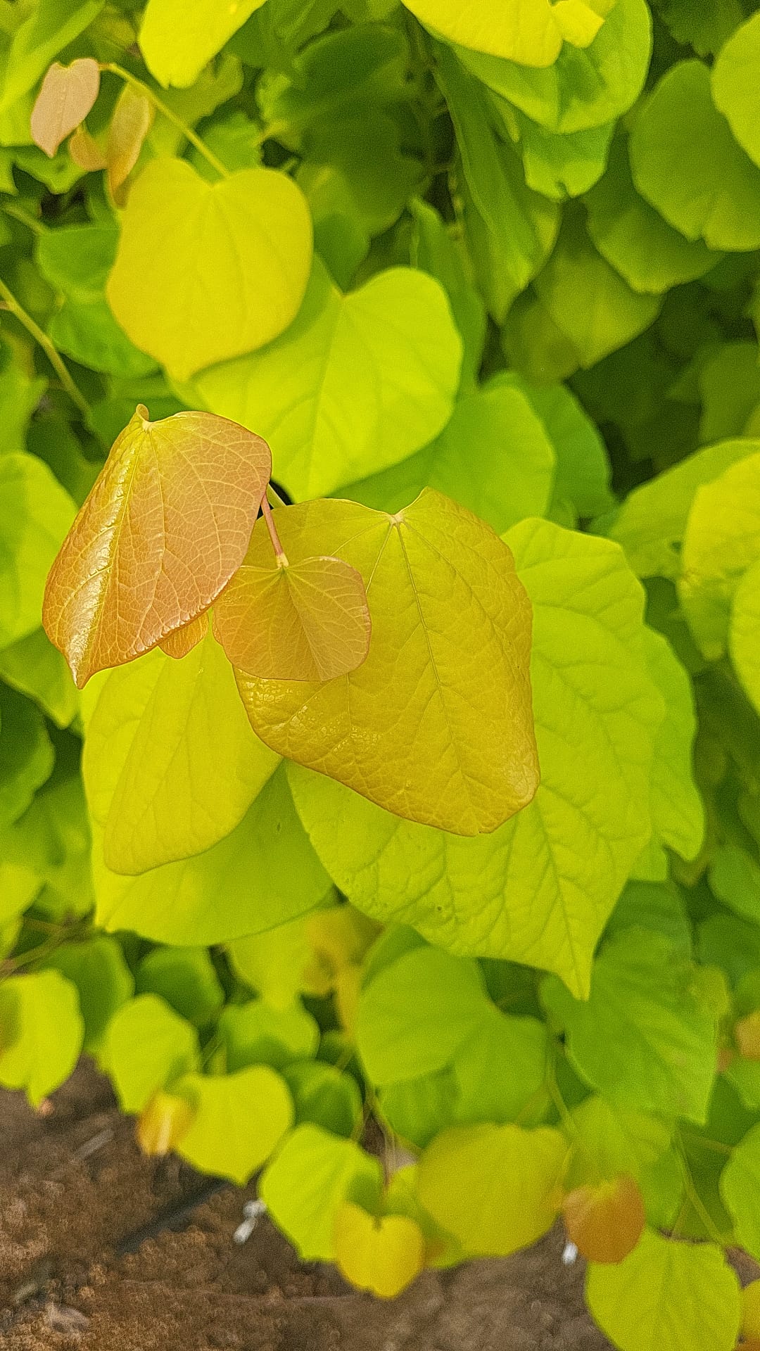 כליל לב צהוב