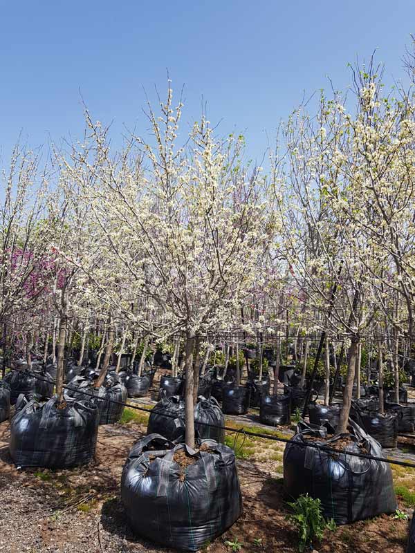 כליל לבן 'טקסס וייט' 1