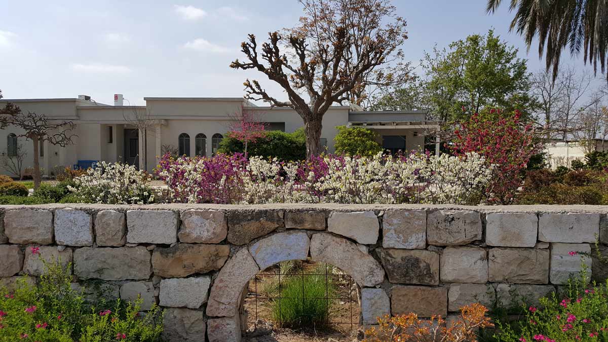 כליל לבן 'טקסס וייט' 2