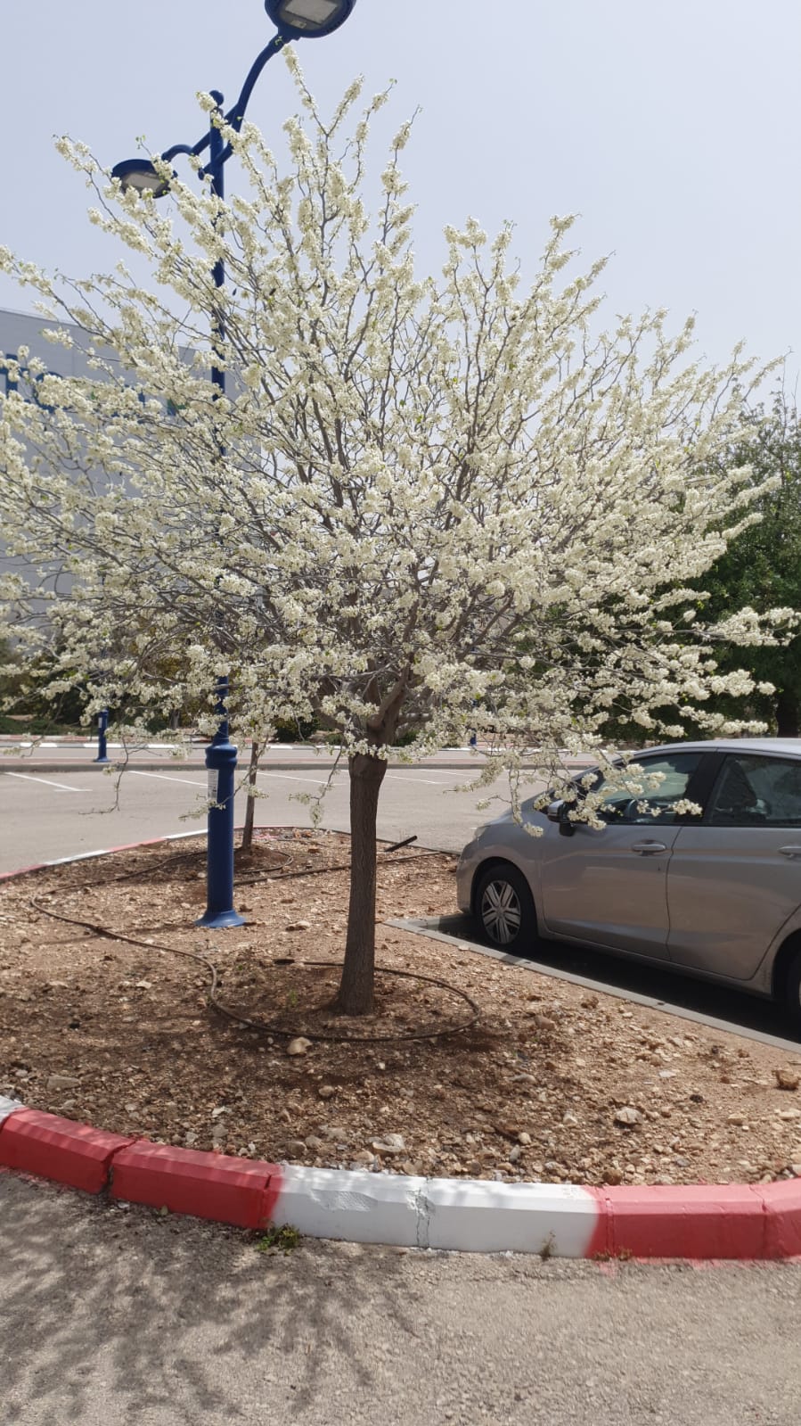 כליל לבן 'טקסס וייט' 3