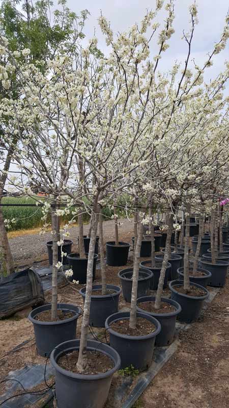 כליל לבן 'טקסס וייט' 4