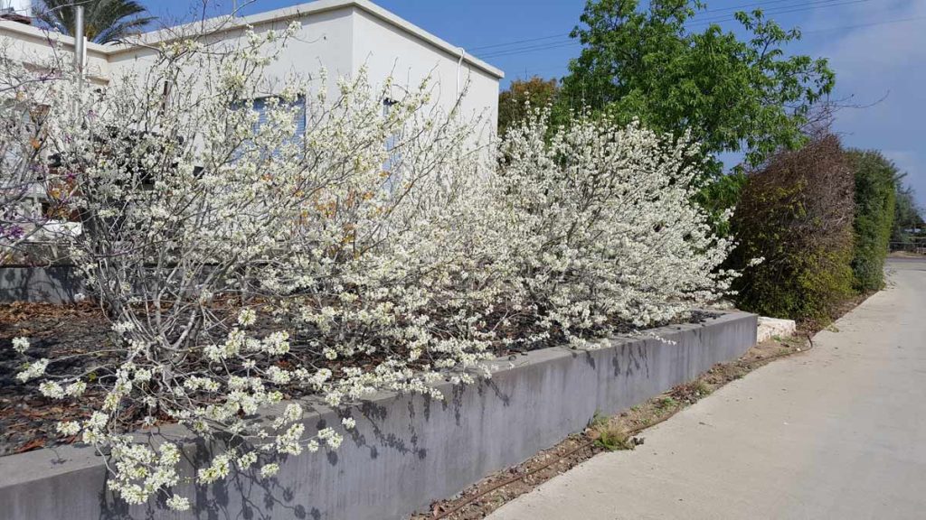 כליל לבן 'טקסס וייט' 5