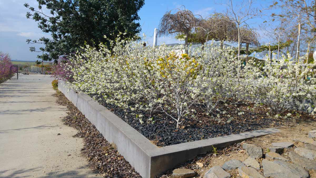 כליל לבן 'טקסס וייט' 6