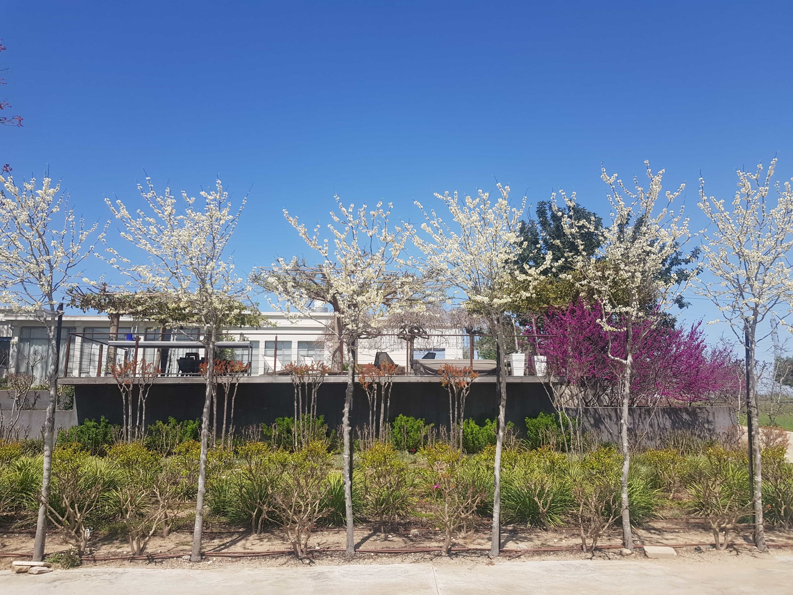 כליל לבן 'טקסס וייט' 7