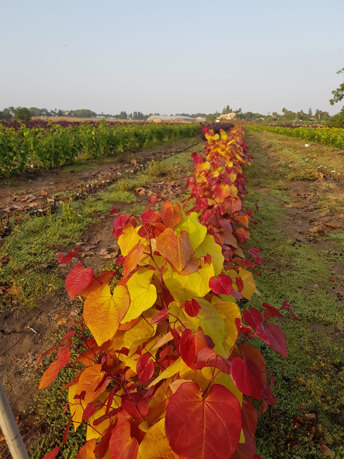 כליל 'להבה נצחית' 10