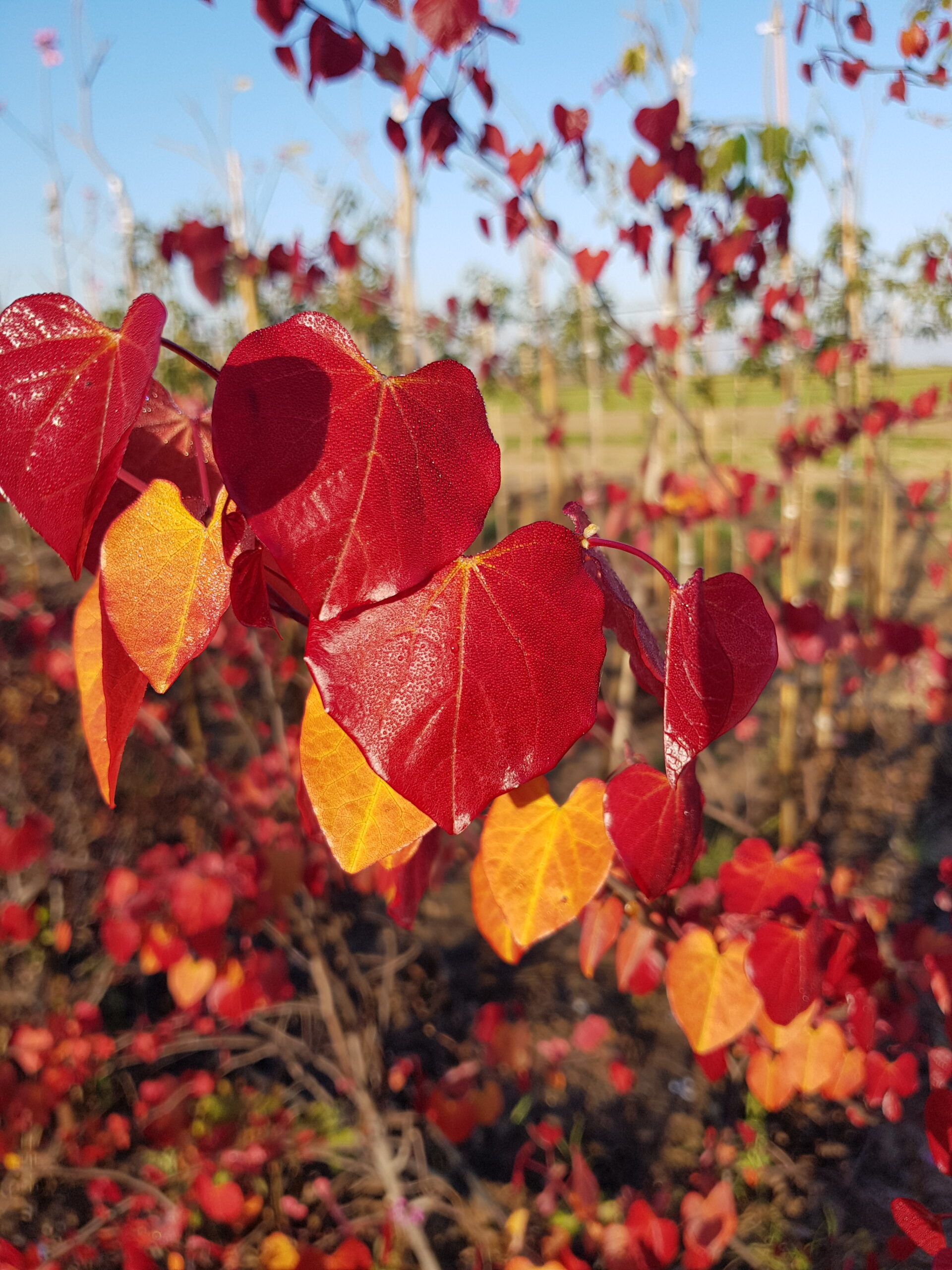 כליל 'להבה נצחית' 11
