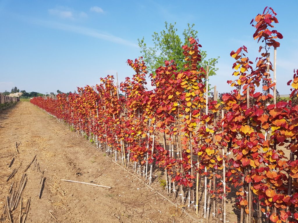 כליל 'להבה נצחית' 12