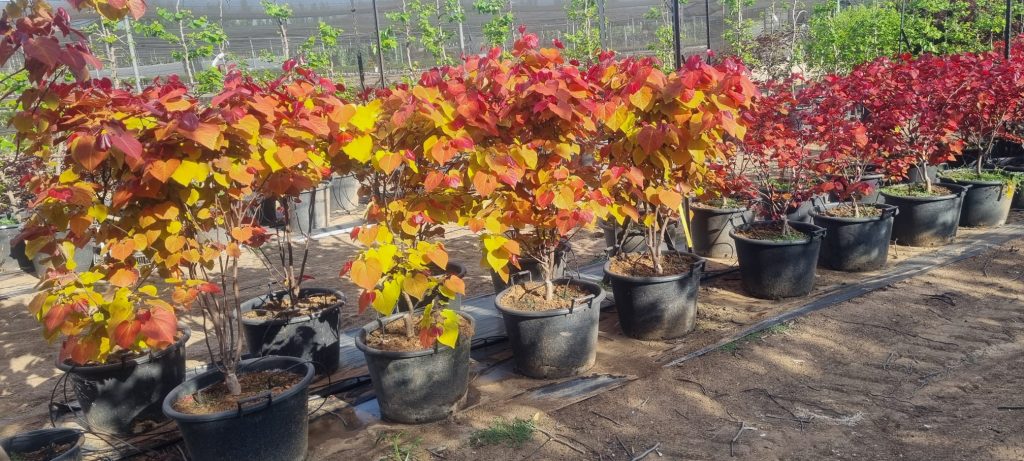 כליל 'להבה נצחית' 2