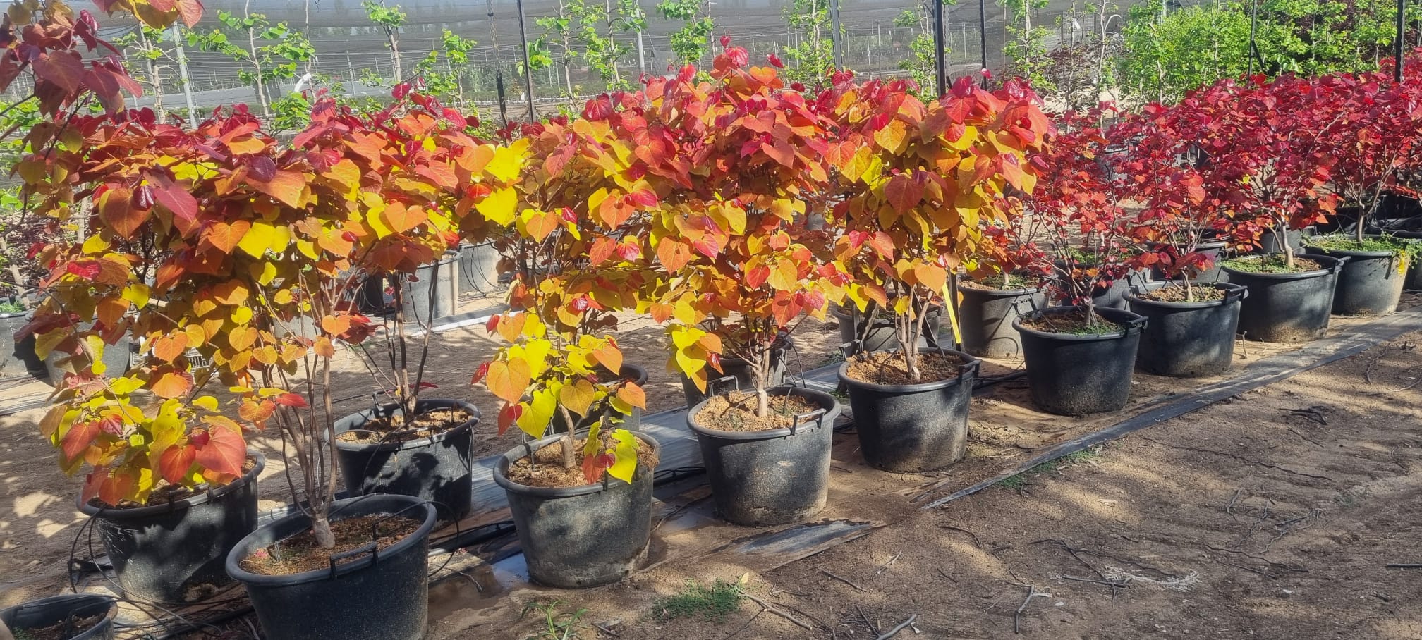 כליל 'להבה נצחית' 2