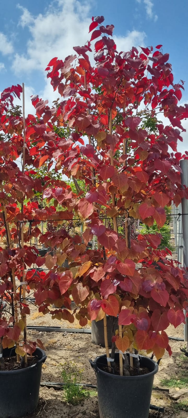 כליל 'להבה נצחית' 3