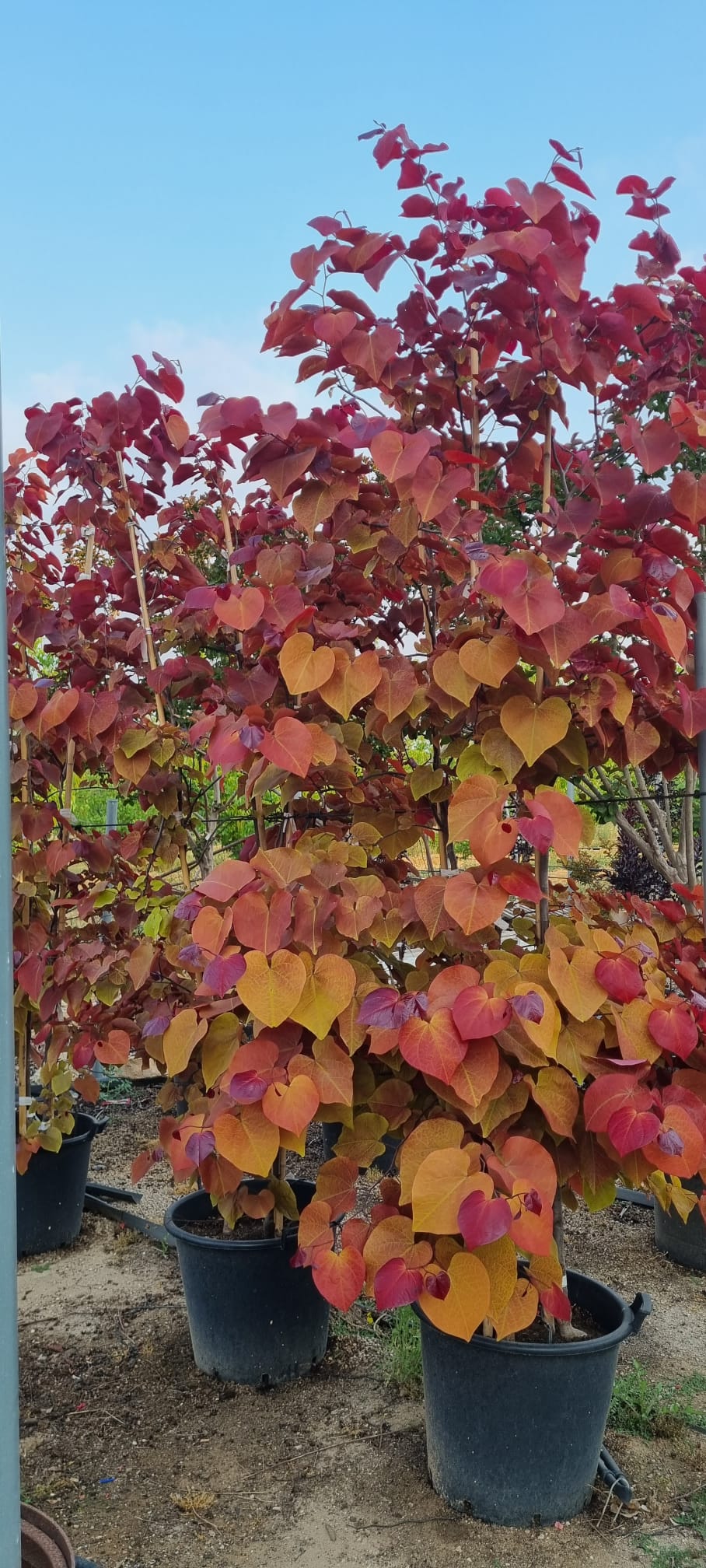 כליל 'להבה נצחית' 4