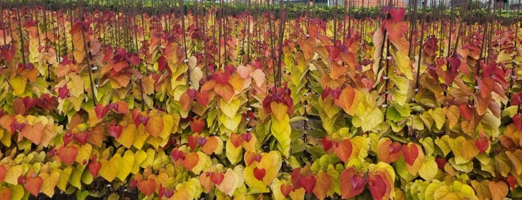 כליל 'להבה נצחית' 5