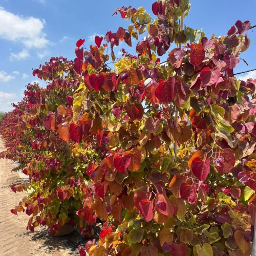 כליל זן פטנט 'להבה נצחית'