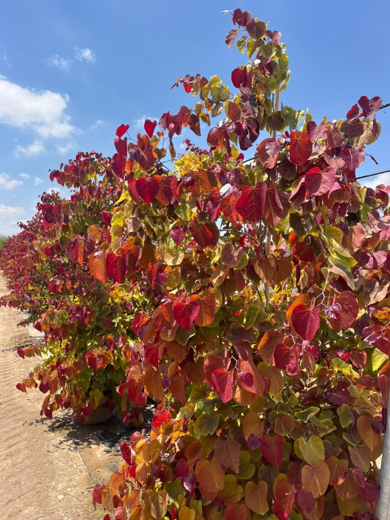 כליל 'להבה נצחית' 6