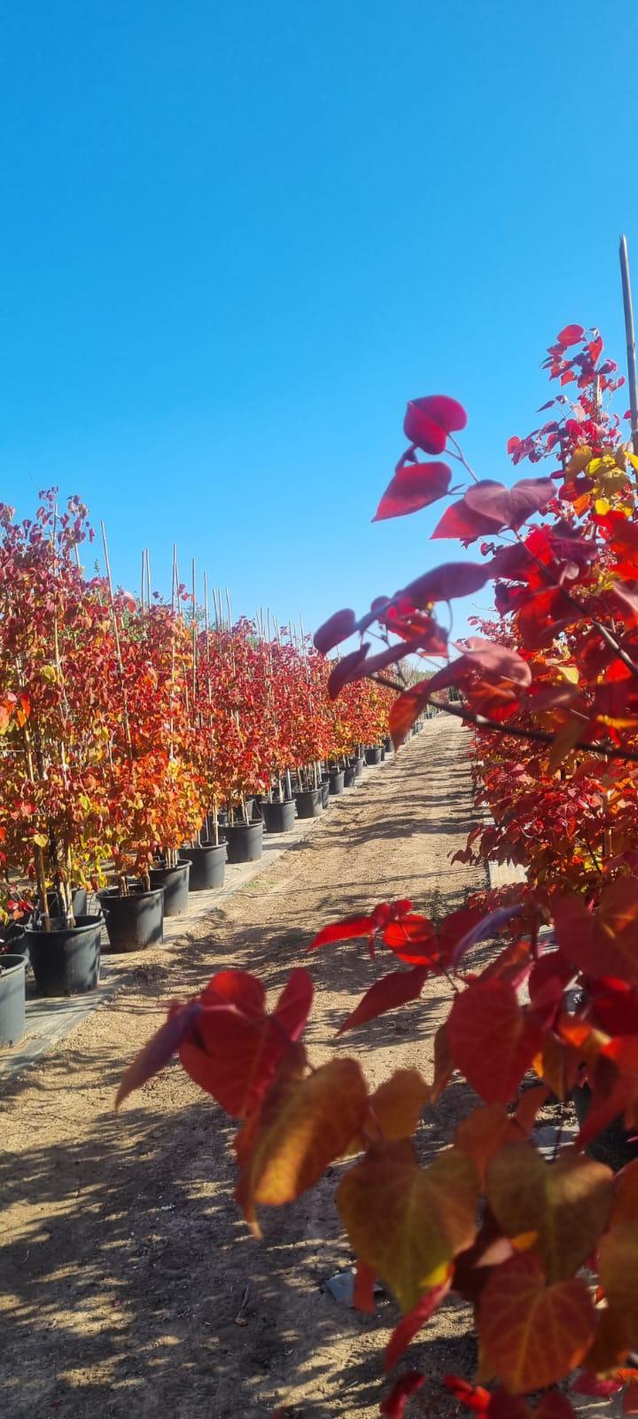 כליל 'להבה נצחית' 7