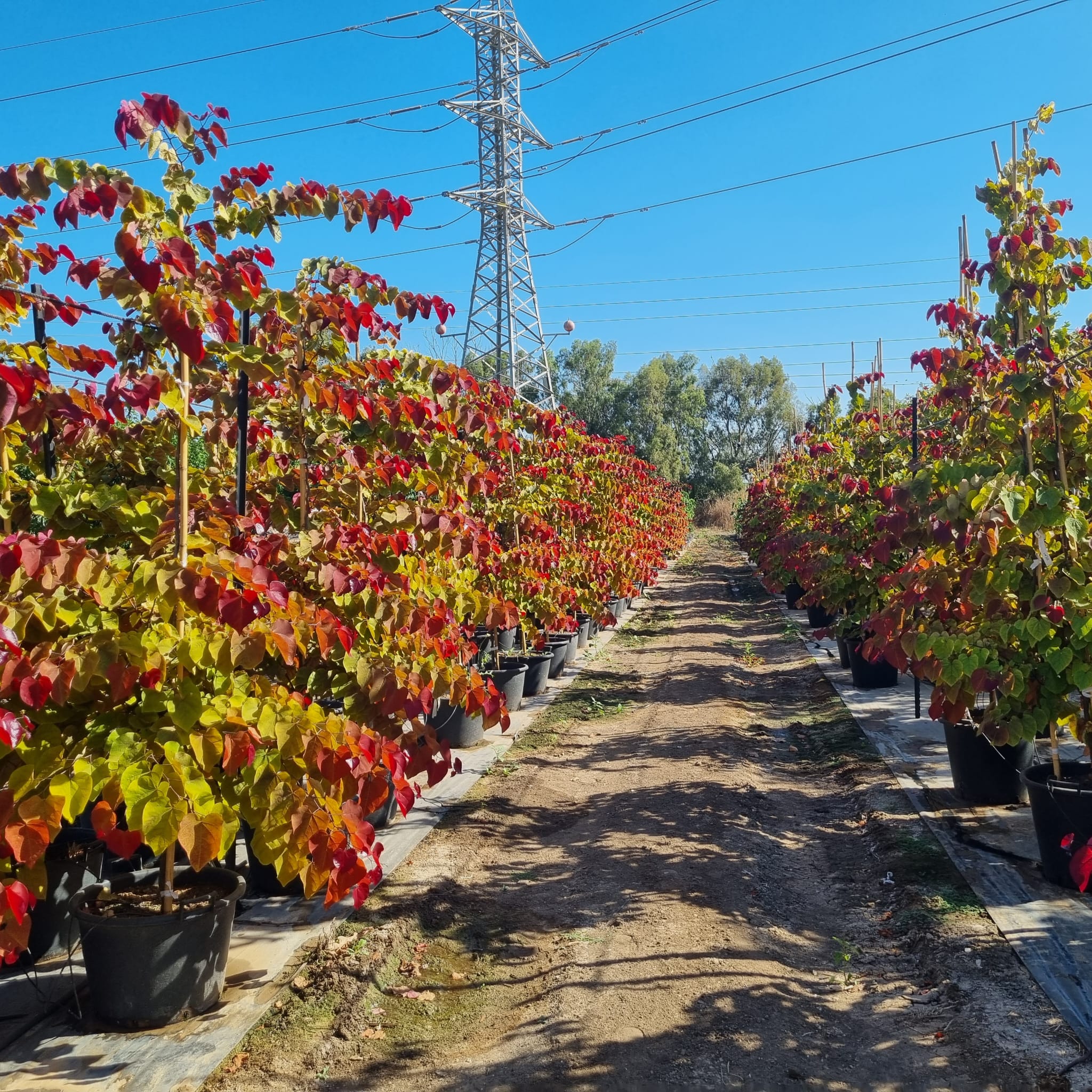 כליל 'להבה נצחית' 8