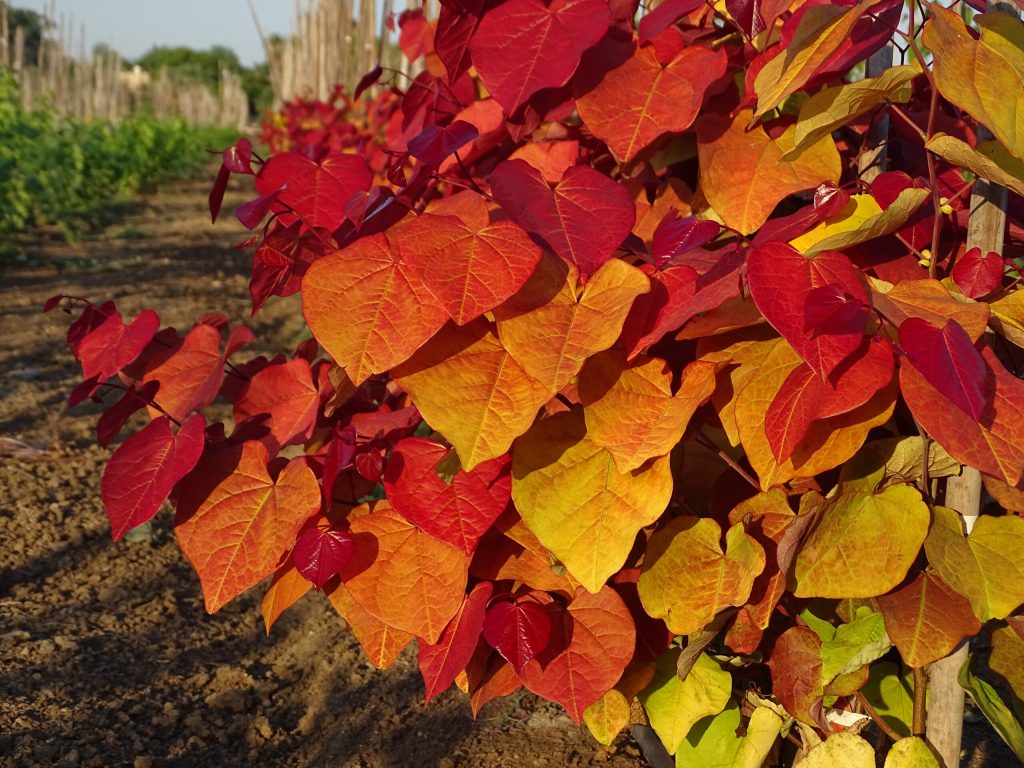 כליל 'להבה נצחית' 9