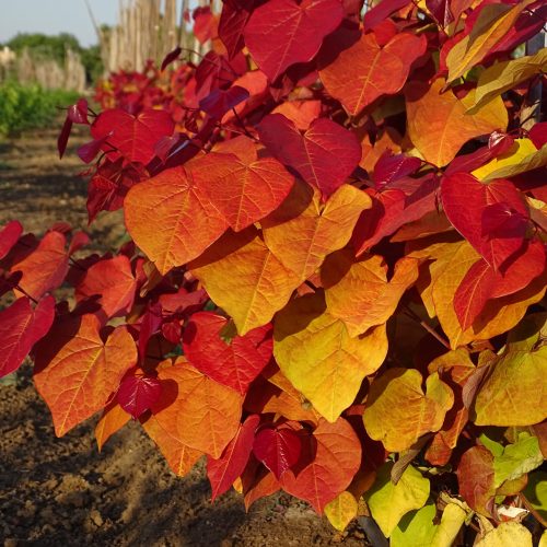 כליל 'להבה נצחית' זן פטנט