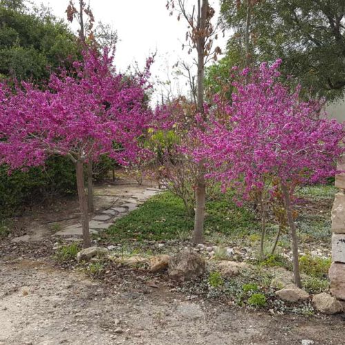 כליל סגול אוקלהומה