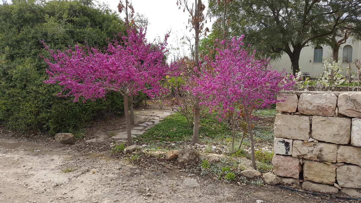 כליל סגול אוקלהומה