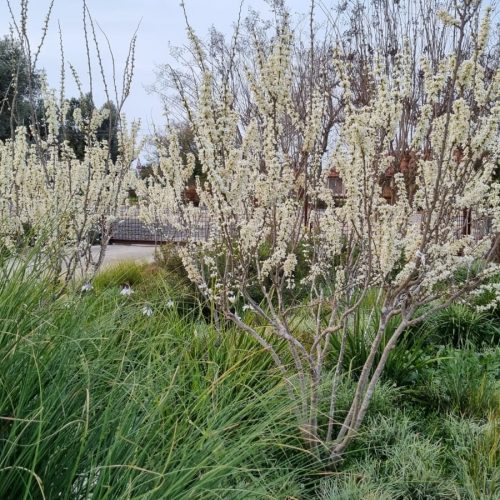 כליל קנדי לבן 'שירובנה'