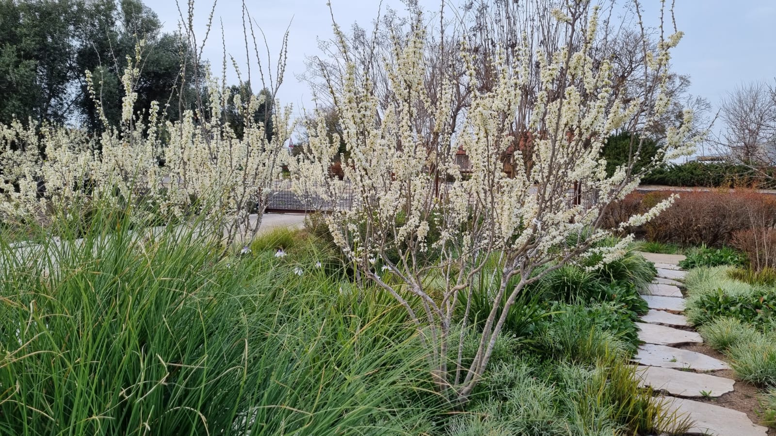 כליל קנדי לבן 'שירובנה' 2