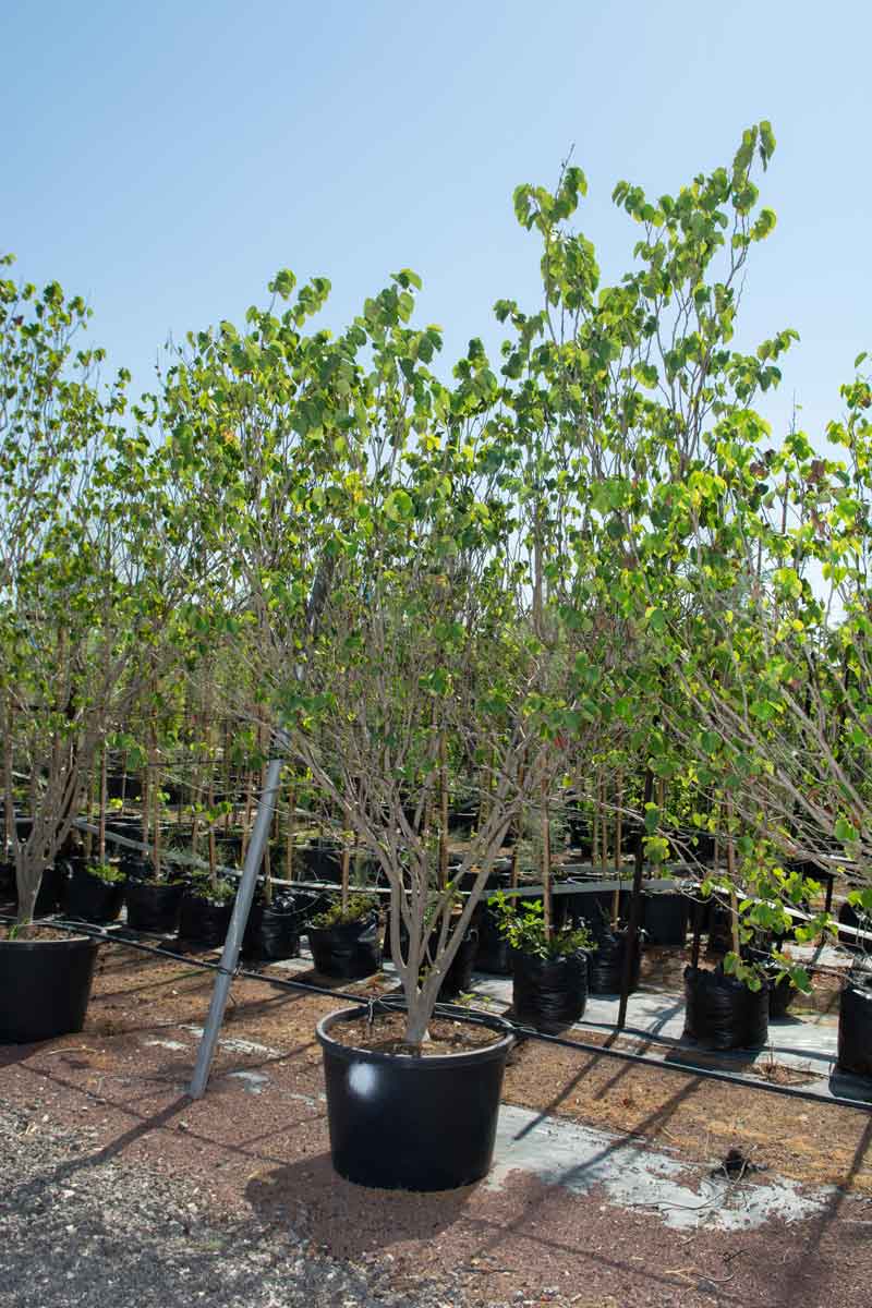 כליל קנדי לבן 'שירובנה' 3