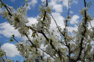 קורס אילנאות מתארח במשתלת הוכברג