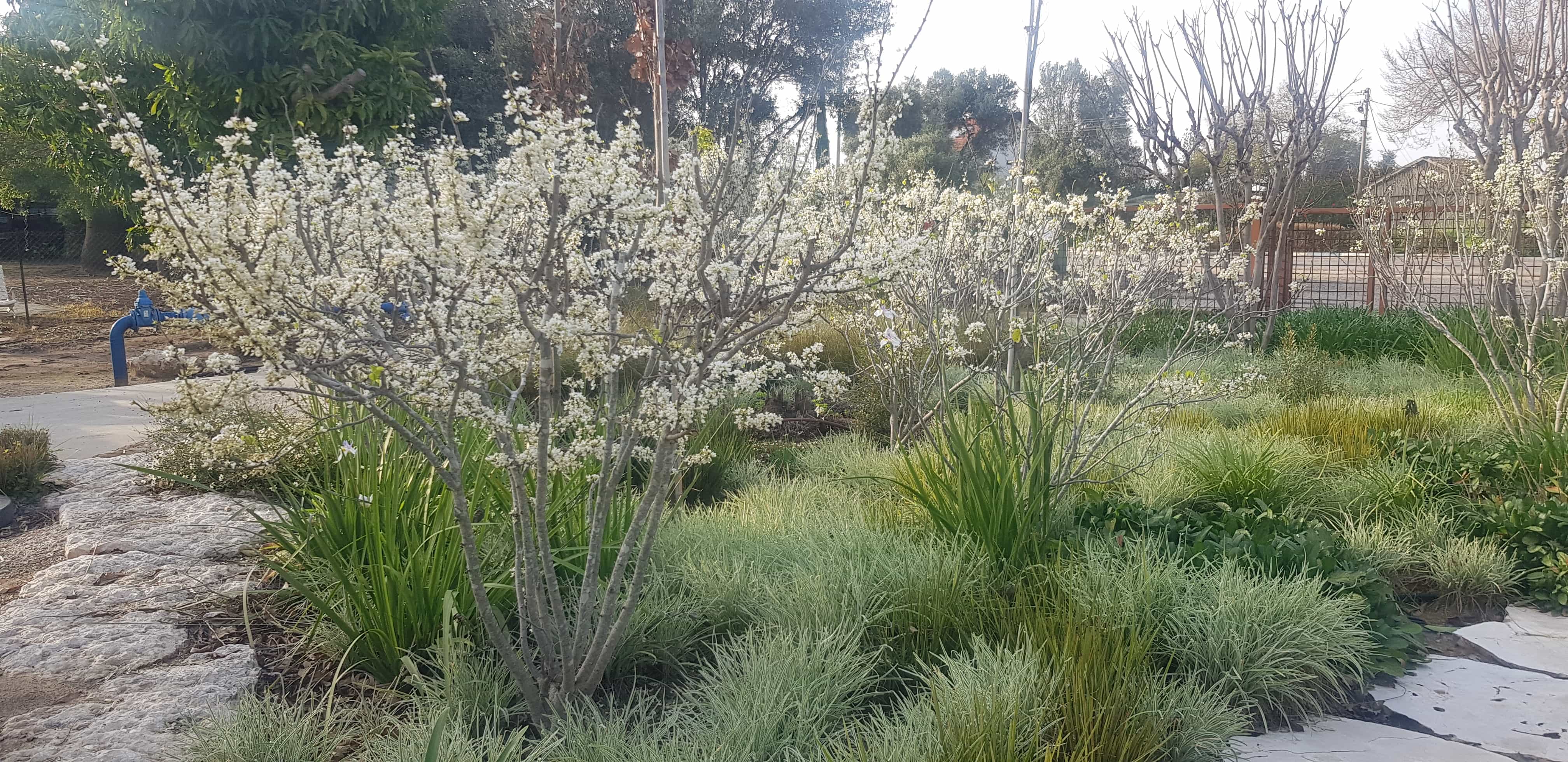 כליל קנדי לבן 'שירובנה' 4