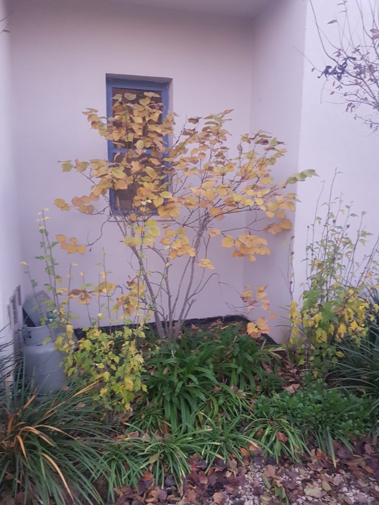 כליל קנדי לבן 'שירובנה' 5